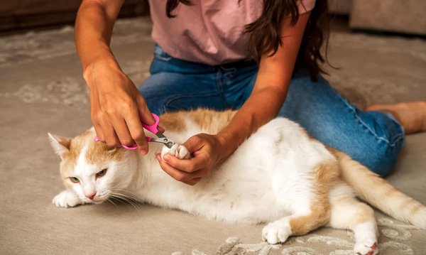 Conseils pour couper les griffes des chats sans se blesser.