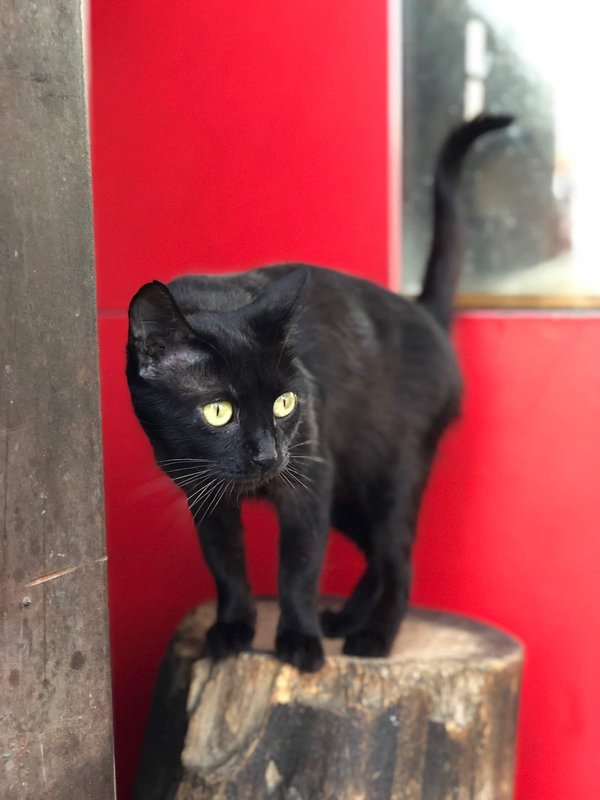 Croiser un chat noir : qu'est ce que cela veut dire ?