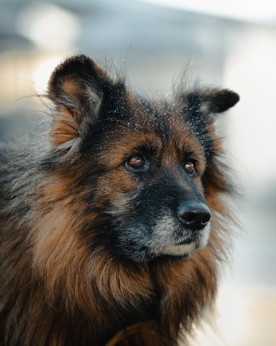 Est-il bon de castrer son chien ?